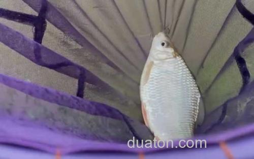 夏季钓鱼_2