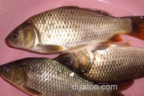 小鲤是什么鱼?_1