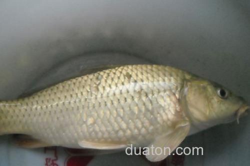 小鲤是什么鱼?_2