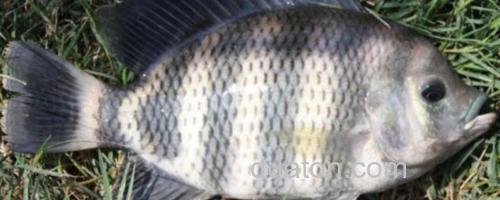 大眼鲤是什么鱼?_0