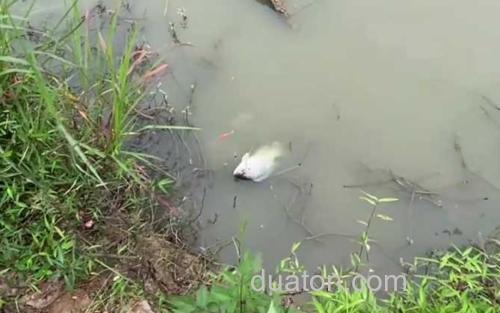 罗非鱼_2