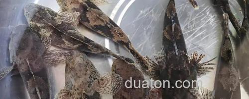 线纹尖塘鳢是什么鱼？_0