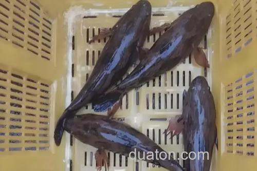 线纹尖塘鳢是什么鱼？_1