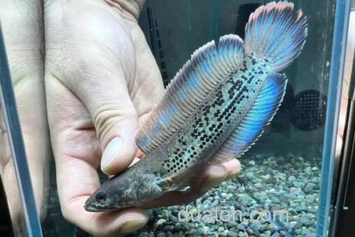 带鳢是什么鱼?_1
