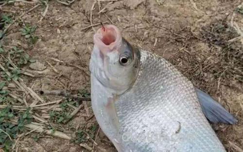 夏季钓鱼_3