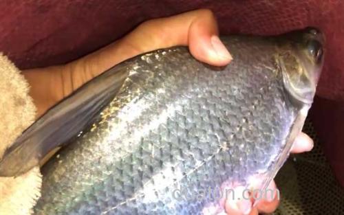 钓鳊鱼_2