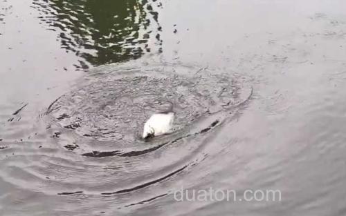 鳊鱼_2