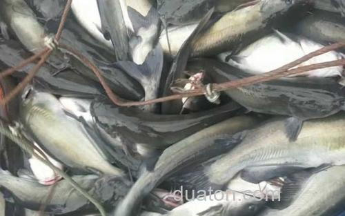 长吻鮠_1