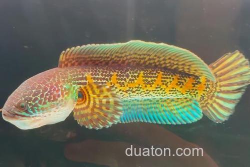 橙斑鳢是什么鱼？_1