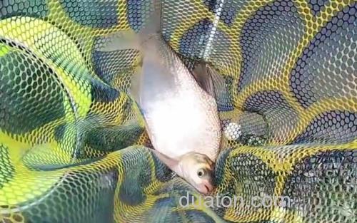 浮钓鳊鱼_2