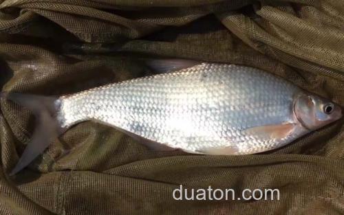 鳊鱼_1