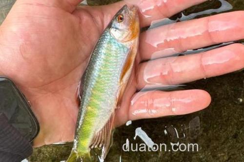 饰鳍鳢是什么鱼?_2