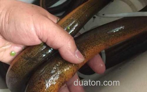 黄鳝_3
