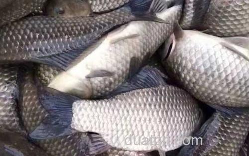 银鲫_0