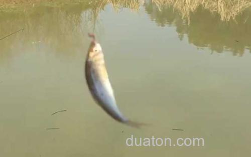 麦穗鱼_3