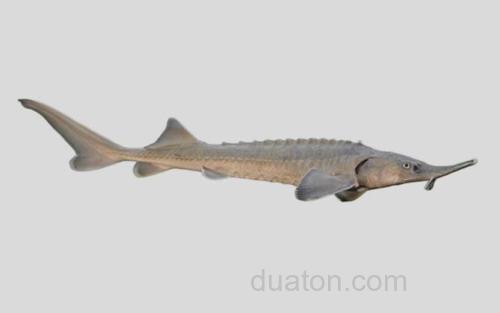 勒拿河鲟_0