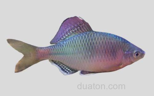 刺鳑鲏_0