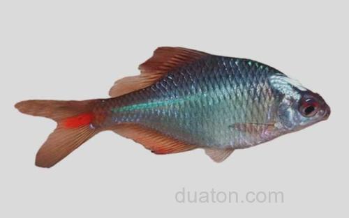 刺鳍鳑鲏_0