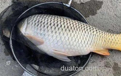 鲤鱼_0