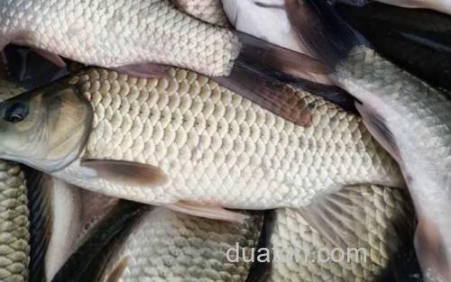 工程鲫_2