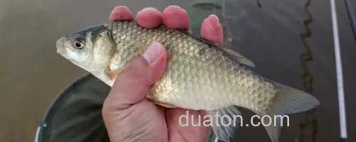 野钓鲫鱼_0