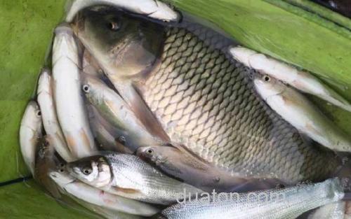 钓鲤鱼_2