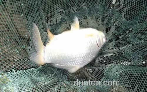 高背鲫_2