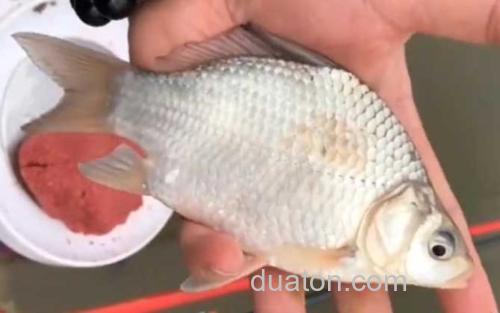 高背鲫_0