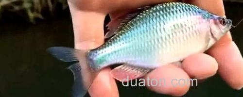 鳑鲏鱼_0