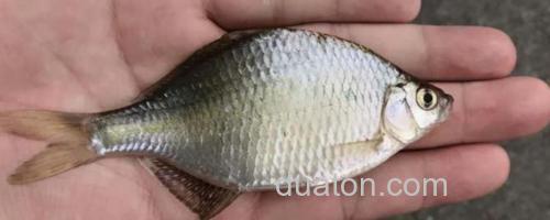 鳑鲏鱼_0