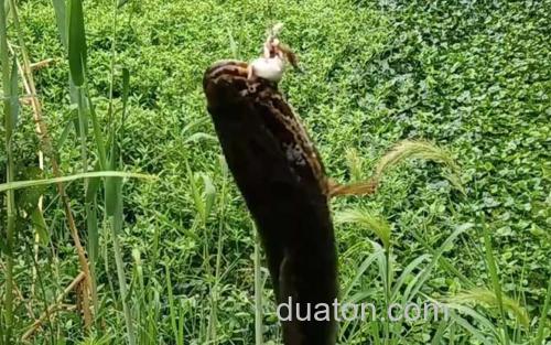 黑鱼_2