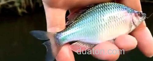 鳑鲏鱼_0