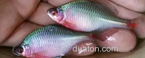 鳑鲏鱼_0