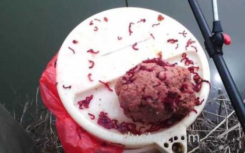 红虫拉饵_2