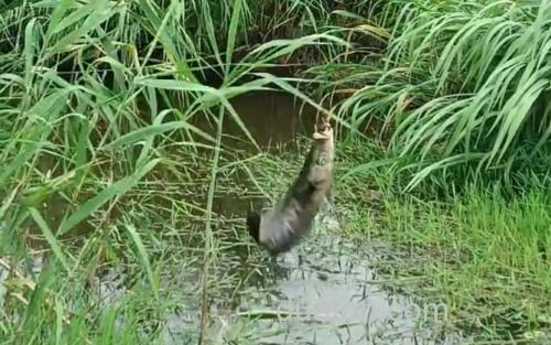 蛇头鱼_3
