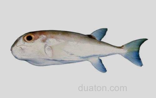 月尾兔头鲀_0