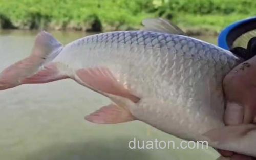 泰鲮鱼_0