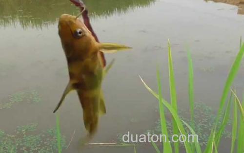 嘎鱼_1