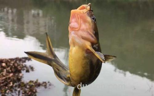 钓黄颡鱼_0