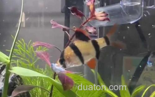 虎皮鱼_1