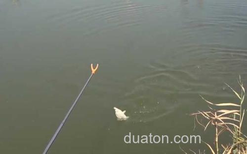 春钓鲫鱼_4