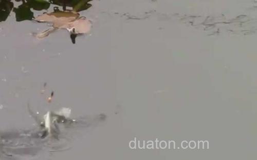 秋季钓鱼_2