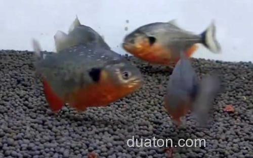 水虎鱼_1