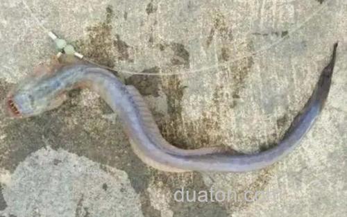 红狼牙鰕虎鱼_3