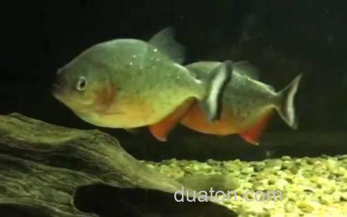 红腹水虎鱼_3