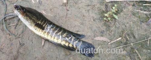 黑鱼_0