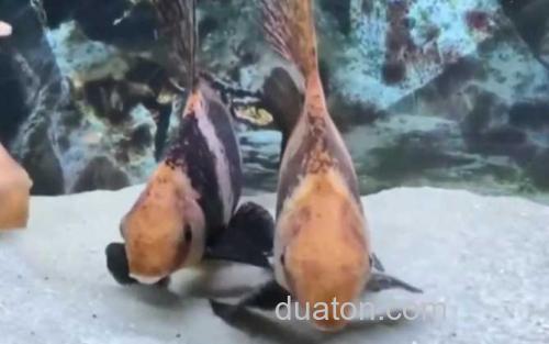 胭脂鱼_0