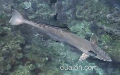 印鱼_0