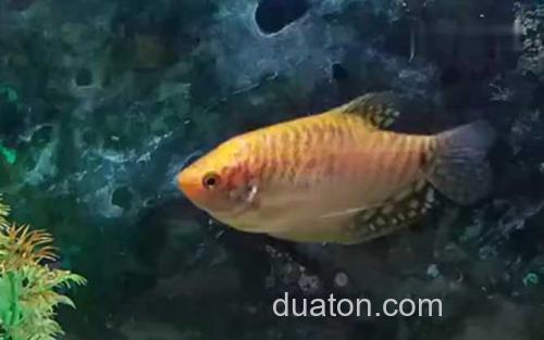 曼龙鱼_9