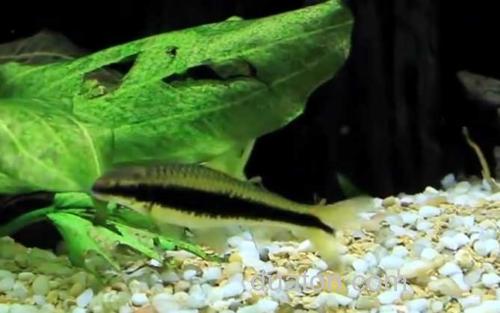 黑线飞狐_0